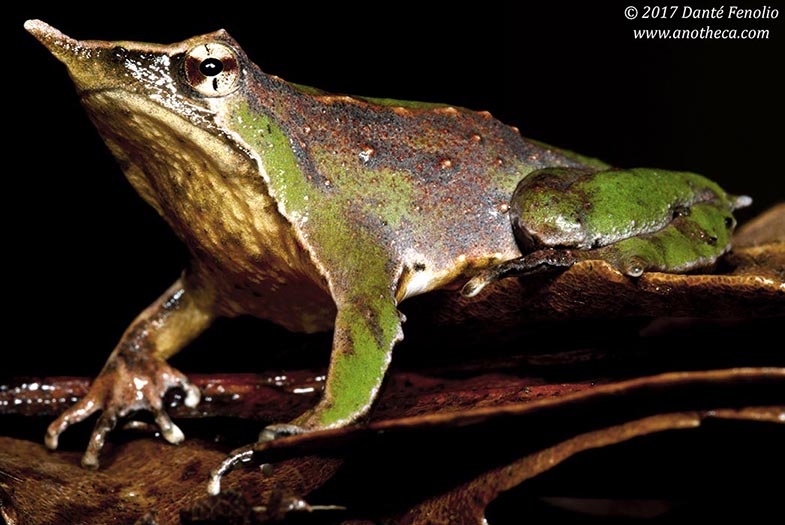 Darwin's Frog
